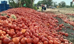 Nasik_farmers_dump_tomatoes